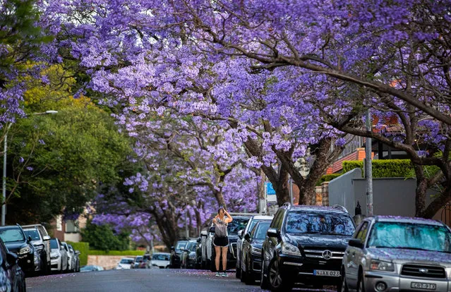 A woman takes photos of blossoming jacaranda in Sydney, Australia on October 30, 2023. (Photo by Xinhua News Agency/Rex Features/Shutterstock)