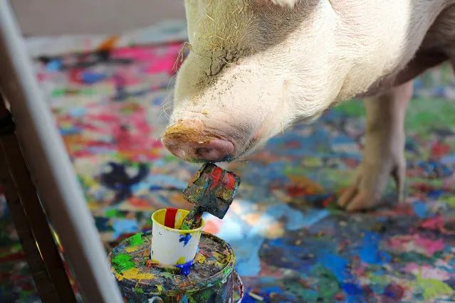 Pigcasso, a rescued pig, paints on a canvas at the Farm Sanctuary in Franschhoek, outside Cape Town, South Africa on February 21, 2019. (Photo by Sumaya Hisham/Reuters)