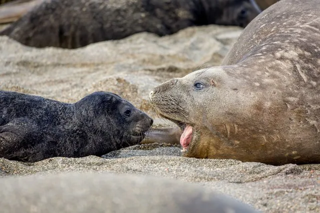 A seal pup is apparently not listening to whatever its mother is trying to communicate on the Falkland Islands in the second decade of January 2024. (Photo by Michael Oliver/Animal News Agency)
