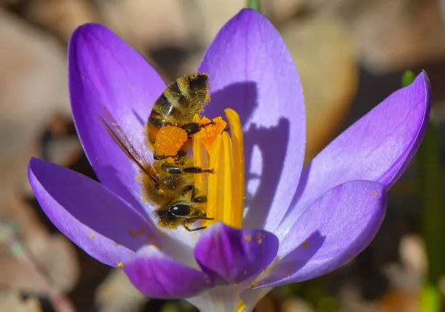 Upside down, a bee collects nectar and pollen on a crocus in Brandenburg, Sieversdorf on February 27, 2019. (Photo by Patrick Pleul/dpa-Zentralbild)