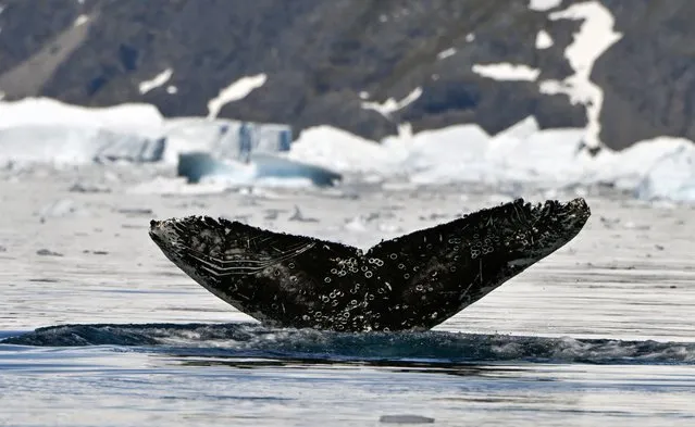 View of the tail of a Humpback Whale at the Gerlache Strait -which separates the Palmer Archipelago from the Antarctic Peninsula, on January 15, 2024. (Photo by Juan Barreto/AFP Photo)