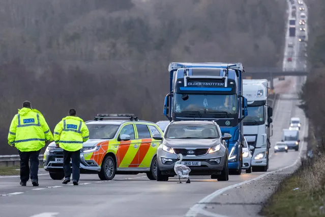 A swan causes havoc on the A1 in Northumberland, UK in the last decade of January 2024, where it brought traffic to a standstill after getting stuck on the northbound carriage. The bird was unable to fly because of strong winds associated with Storm Isha. (Photo by Andy Commins/Mirrorpix)