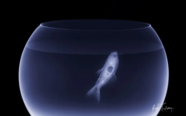 An x-ray of a fish in its bowl taken by British artist and photographer Hugh Turvey in London, England. (Photo by Hugh Turvey/SPL/Barcroft Media)
