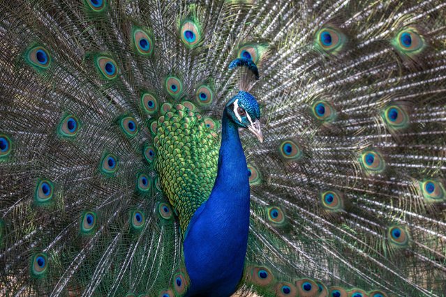 A peacock opens its plumage at Willowbank Wildlife Reserve in Christchurch, New Zealand on October 16, 2021. (Photo by Sanka Vidanagama/NurPhoto/Rex Features/Shutterstock)