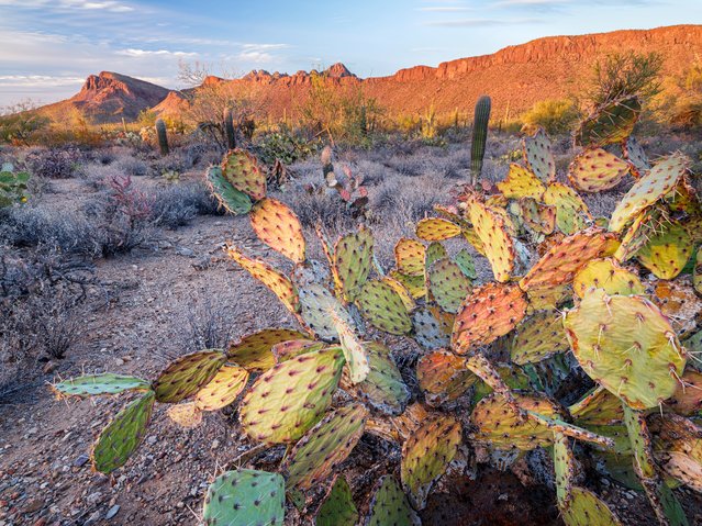 A prickly pear cactus (Opuntia engelmanni), stressed and dying as a result of drought, in the evening light in the Tucson mountains (Saguaro national park, Arizona). Since 1990, south-west US has experienced some of the most persistent droughts on record due to increasing temperatures. Arizona is currently in its 26th year of a long-term drought. (Photo by Jack Dykinga/naturepl.com/LDY Agency)