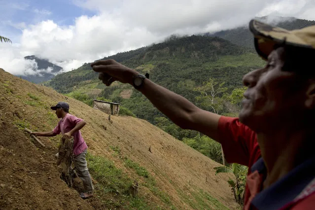 In this March 13, 2015 photo, coca farmer Alfredo Mosco, 44, right, instructs his young employee Donato Mosco, during the weeding of a coca field, in La Mar, province of Ayacucho, Peru. Hauling cocaine out of the remote valley is about the only way to earn decent cash in this economically depressed region where a farmhand earns less than $10 a day. (Photo by Rodrigo Abd/AP Photo)