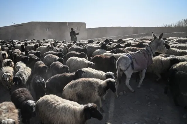 An Afghan shepherd leads his flock of sheep in Qarabagh district distant 56 km to the south-west of Ghazni, in Ghazni province, on November 14, 2021. (Photo by Hector Retamal/AFP Photo)