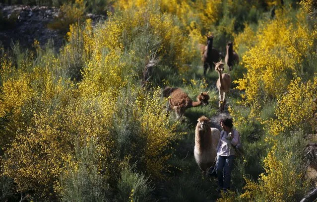 Lisa Vella-Gatt, 46, walks with her alpacas by a valley near Benfeita, Portugal May 11, 2015. Lisa came to Portugal from England in 2009 to set up Monte Frio Alpacas, a project where she breeds alpacas, which produce wool. Lisa's 14 alpacas produce about 50 kilos (110 pounds) of wool annually. (Photo by Rafael Marchante/Reuters)