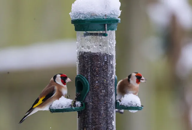 Goldfinches feeding in Worcestershire, Strensham, England on December 28, 2020. In the aftermath of Storm Bella swathes of the UK are braced for a cold snap, with snow and ice warnings in force across the country. (Photo by David Davies/PA Media via Getty Images)