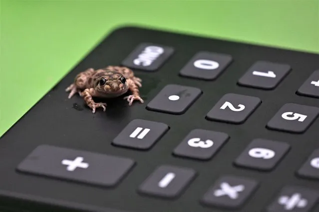 A Majorcan midwife toad sits on a calculator during the annual stocktake at ZSL London Zoo in central London on January 3, 2023. (Photo by Justin Tallis/AFP Photo)
