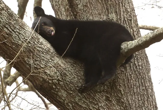 One of four bears found sleeping in a tree on Bruin Drive in Chesapeake, Va., on Monday, December 27, 2021. (Photo by Stephen M. Katz/The Virginian-Pilot via AP Photo)