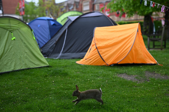 A rabbit makes its way past tents at a pro-Palestinian student protest encampment, demonstrating against the conflict in Gaza, outside the Leeds University Union building in Leeds, northern England on May 7, 2024. Students at Universities across the country have begun on-campus protests against Israel's actions in Gaza. Pro-Palestinian protests have rocked US campuses for weeks, spreading to countries including the UK, France and Australia. (Photo by Oli Scarff/AFP Photo)