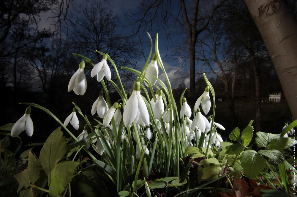 Snowdrops Emerge Early Due To Mild Temperatures