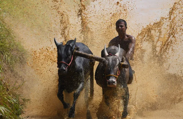 A jockey races a pair of bulls on a paddy fields during the annual Kalapoottu bull running festival on the ocassion of Onam festival celebrations in the village of Vengannur near Palakkad on September 12, 2019. (Photo by Arun Sankar/AFP Photo)