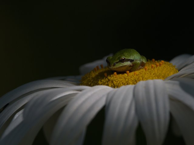 A Pacific tree frog on a flower at Outerbridge Park in Victoria, Canada. The gold winner in the behaviour – Amphibians and Reptiles category. (Photo by Shayne Kaye/World Nature Photography Awards)