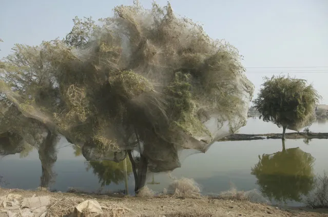 Spiderweb Cocooned Trees In Pakistan