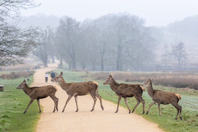 Deer graze in the misty conditions in Richmond Park south-west London on March 6, 2024, as the Met Office issue yellow weather warnings for freezing fog patches for parts of London and the South East with some disruption to travel. (Photo by Alex Lentati/London News Pictures)