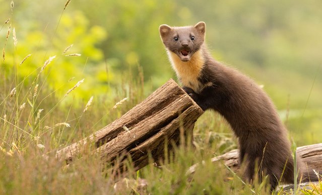 A pine marten was snapped snacking on peanuts in Ardnamurchan, Scotland in the last decade of July 2024, in a rare sighting of the critically endangered species. (Photo by Tom Broxup/Media Drum Images)