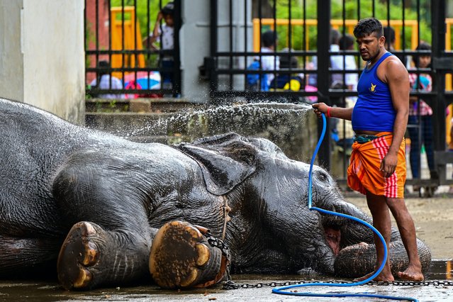 A mahout bathes an elephant in the ancient hill capital of Kandy on August 19, 2024, during the Buddhist festival of Esala Perahera. (Photo by Ishara S. Kodikara/AFP Photo)