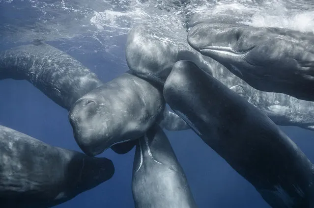 Group of sperm whales in the Atlantic Ocean near the Azores islands off of Portugal, September 2016. (Photo by Mike Korostelev/Rex Features/Shutterstock)