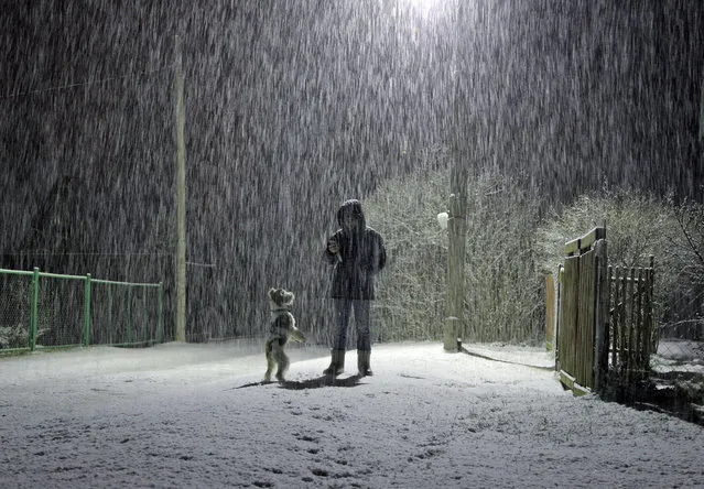 Snow falls as a woman walks her dog in the village of Podolye, 70 kilometers (43 miles) east of St. Petersburg, Russia, early Thursday, May 11, 2017. North winds brought snow to the east of the St. Petersburg region. (Photo by Dmitri Lovetsky/AP Photo)