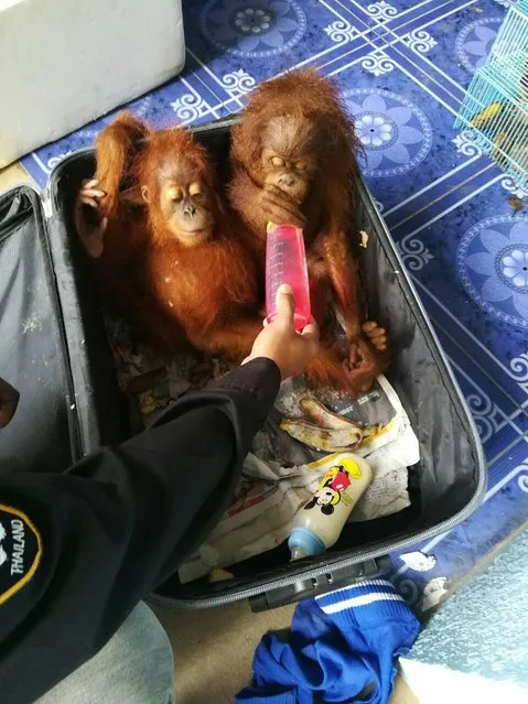 This handout photograph taken on June 21, 2017 by the Thai National Park, Wildlife and Plant Conservation Department taken and released on June 22 shows two baby orangutans sitting inside a suitcase on the Thai side of the Malaysia- Thailand border crossing at Padang Besar, after the animals were found inside a vehicle driven by a man attempting to smuggle the orangutans into Thailand. Thai wildlife officers have arrested a Malaysian man attempting to smuggle two baby orangutans, 51 tortoises and six racoons into the kingdom across its southern border, officials said on June 22. (Photo by AFP Photo/Thai National Park, Wildlife and Plant Conservation Department)