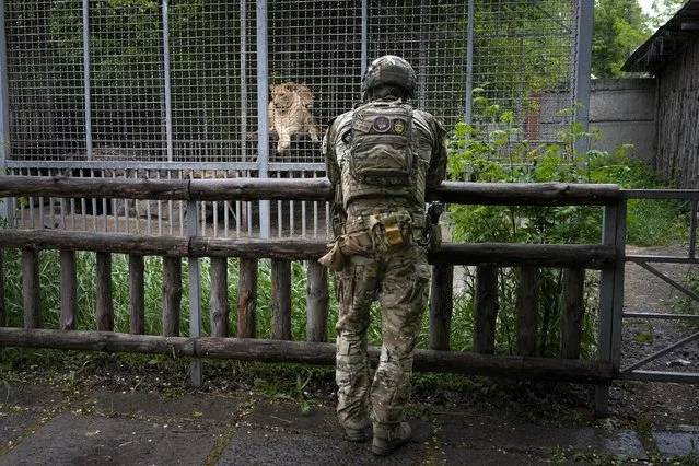 A Russian soldier looks at a couple of lions at the zoo in Mariupol, in territory under the government of the Donetsk People's Republic, eastern Ukraine, Wednesday, May 18, 2022. This photo was taken during a trip organized by the Russian Ministry of Defense. (Photo by AP Photo/Stringer)