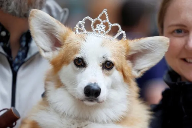 Lois, held by owners Jamie Paulson and Kim Bertens, wears a crown while taking part in a Corgi parade as part of Queen's Jubilee celebrations in Ottawa, Ontario, Canada on May 22, 2022. (Photo by Blair Gable/Reuters)