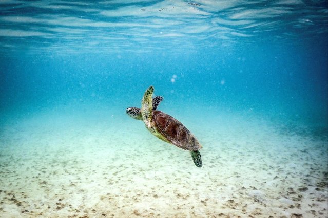 This underwater photo taken on April 5, 2024, shows a green turtle swimming at Lizard Island on the Great Barrier Reef, located 270 kilometres (167 miles) north of the city of Cairns. Australia's famed Great Barrier Reef is teetering on the brink, suffering one of the most severe coral bleaching events on record – the fifth in eight years – and leaving scientists unsure about its survival. (Photo by David Gray/AFP Photo)