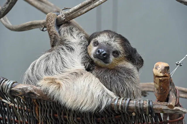 A sloth lies in the new enclosure for exotic animals in the zoo in Karlsruhe, Germany, 29 July 2015. Around 2,000 animals from about 100 species live in the house for exotic animals. (Photo by Uli Deck/EPA)
