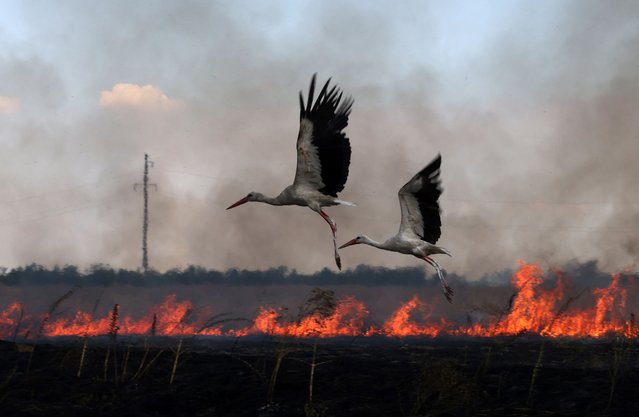 Stork fly over a burning field near town of Snihurivka, Mykolaiv region on July 4, 2023, amid Russian invasion in Ukraine. (Photo by Anatolii Stepanov/AFP Photo)