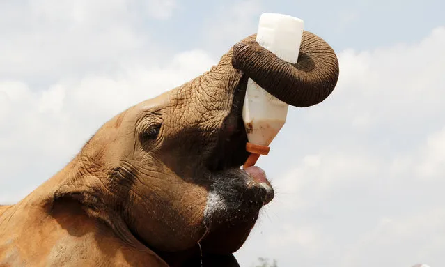 An orphaned elephant feeds from a bottle at the Daphne Sheldrick Wildlife Trust for Orphans within the Nairobi National Park, near Kenya's capital Nairobi April 21, 2012. The orphanage is operated by Daphne Sheldrick, wife of late famous naturalist David William Sheldrick. (Photo by Thomas Mukoya/Reuters)