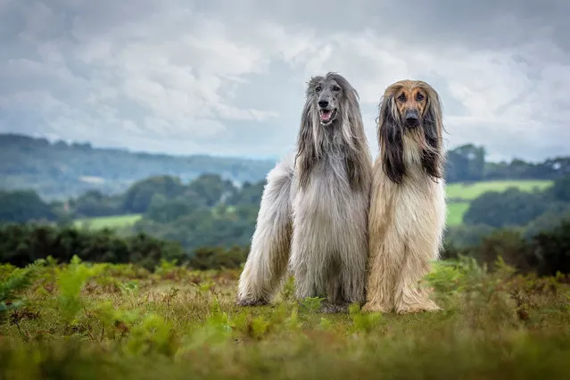 Jamie Morgan’s two Afghan hounds won first place in the portrait category. (Photo by Jamie Morgan/PA Wire)