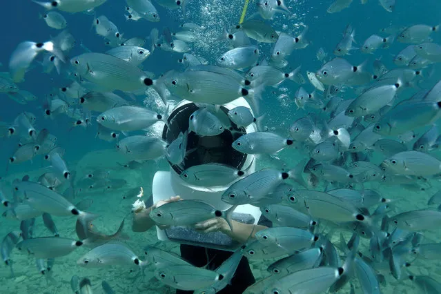 A woman dives and feeds fish in Underwater Park in Pula, Croatia, August 1, 2017. (Photo by Antonio Bronic/Reuters)