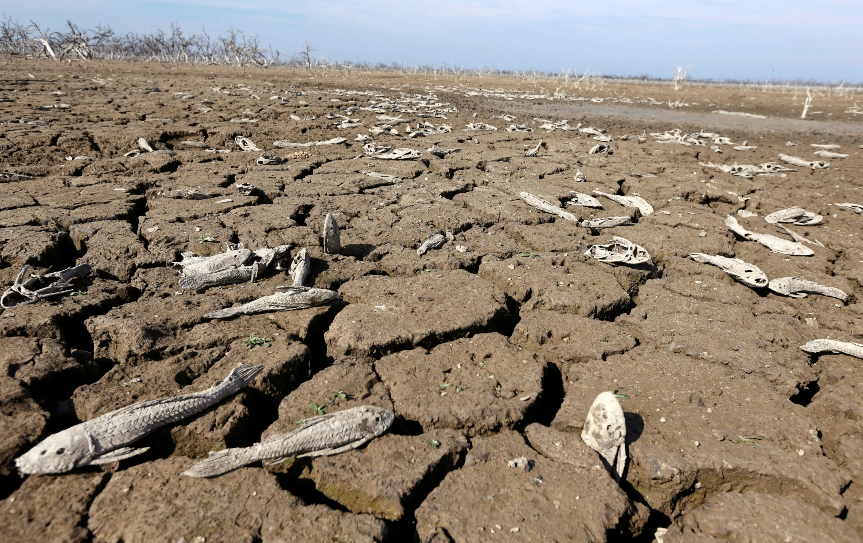 Природа голода. Гибель растений и животных. Экологические катастрофы засуха.