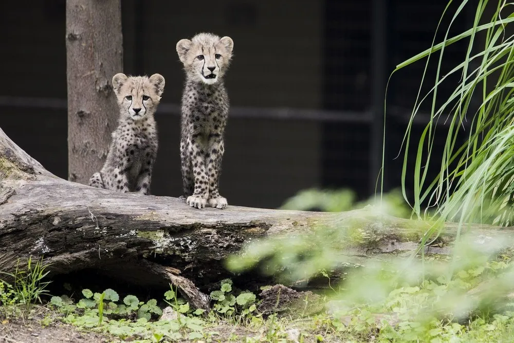 Three Month Old Cheetah Cubs Make Their Debut At Washington's Smithsonian Zoo