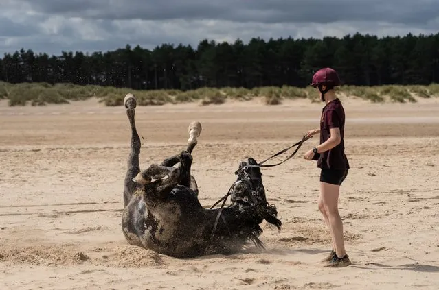 A soldier from the Household Cavalry Mounted Regiment holds her horse as it rolls in the sand after being ridden in the sea on July 4, 2022 in Holkham, Norfolk. The Household Cavalry Mounted Regiment, based in the Knightsbridge area of London, has released half of its ranks to Norfolk to conduct their summer camp, during which time the horses receive a break from their ceremonial duties. (Photo by Carl Court/Getty Images)
