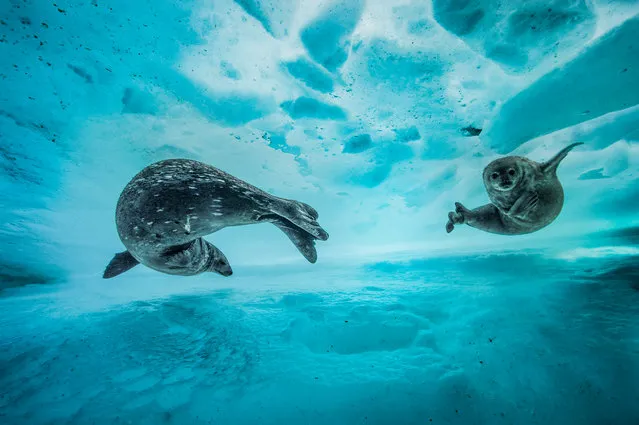 Swim gym by Laurent Ballesta (France). A mother introduces her pup to the icy water in east Antarctica in early spring. The pair slide effortlessly between the sheets of the frozen water. Finalist 2017, Behaviour: Mammals. (Photo by Laurent Ballesta/2017 Wildlife Photographer of the Year)