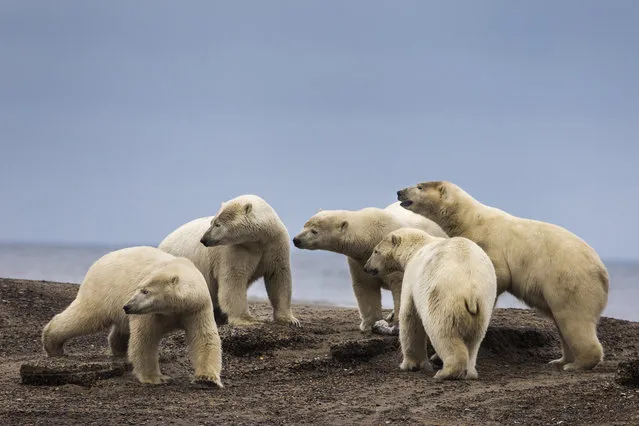 Polar bears gather on a barrier island after feasting on the remains of a bowhead whale, harvested legally by whalers during their annual subsistence hunt, just outside the Inupiat village of Kaktovik, Alaska, USA, 11 September 2017. (Photo by Jim Lo Scalzo/EPA/EFE)