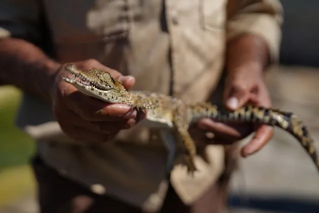 A worker holds a Cuban crocodile (Crocodylus rhombifer) at a hatchery at Zapata Swamp, Cienaga de Zapata, Cuba, August 24, 2022. Cuban crocodiles, an endemic species found only here and in a swamp on Cuba's Isle of Youth, are critically endangered and have the smallest natural habitat left of any living crocodile species, scientists say. (Photo by Alexandre Meneghini/Reuters)
