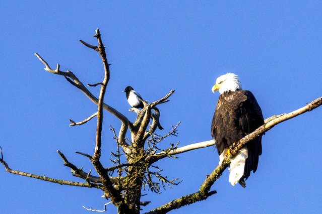 A bald eagle is seen perching on a tree branch with a magpie in Seward, which stands out as one of the natural habitats of bald eagles, the national symbol of the USA, Alaska, United States on December 28, 2024. These eagles of prey survive here thanks to the abundant fish resources and large forest areas in the region. (Photo by Hasan Akbas/Anadolu via Getty Images)