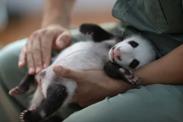 This photo taken on September 15, 2022 shows a keeper holding a panda cub at the Sibao Science Park in Xian in China's northern Shaanxi province. (Photo by Reuters/China Stringer Network)
