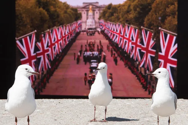 Seagulls are seen in front of a large sreen displaying abroadcast from London of the funeral procession for late Britain's Queen Elizabeth II at the Waterfront in Cape Town on September 19, 2022. (Photo by Rodger Bosch/AFP Photo)