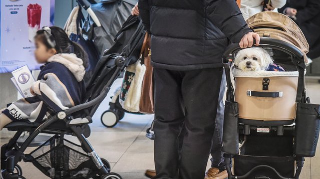 On the afternoon of the February 1, 2025, a citizen is pulling a dog stroller at a large outlet in Gimpo, Gyeonggi Province. On the left is a young child sitting in the stroller. This kind of scene has become familiar from some point on. (Photo by Park Seong-won)