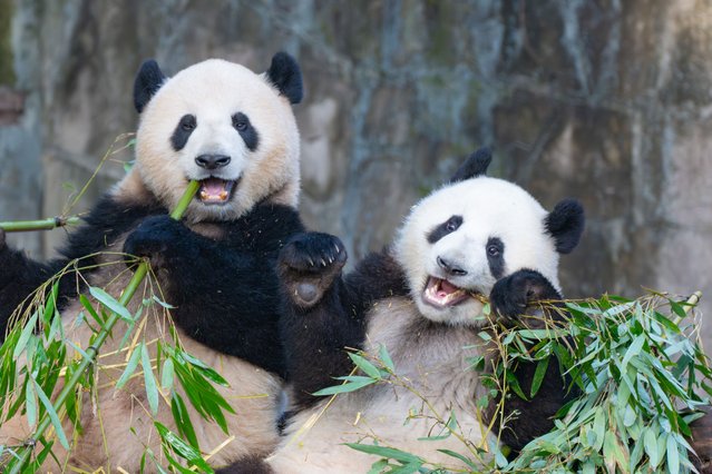 Giant panda Mang Cancan and his mother Mang Zai eat bamboo at Chongqing Zoo in Chongqing, China, on February 4, 2025. (Photo by Costfoto/NurPhoto/Rex Features/Shutterstock)