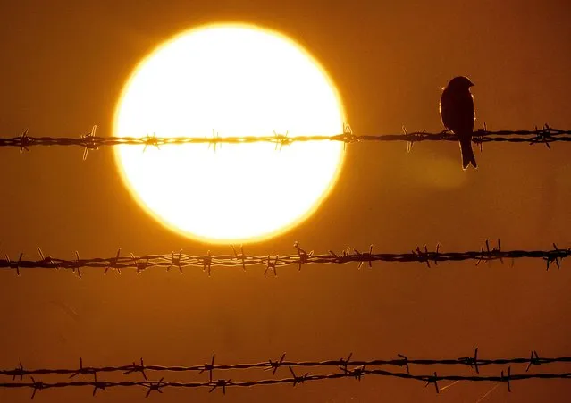 A bird sits on a barbed wire at the airport in Frankfurt, Germany, Friday, September 2, 2022. Hundreds of Lufthansa flights have been canceled in Frankfurt as pilots stage a one-day strike to press their demands for better pay and conditions at Germany’s biggest carrier. (Photo by Michael Probst/AP Photo)