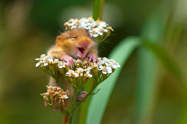 Baby Dormouse (Muscardinus avellanarius) pictured on the top of a yarrow flower in Monticelli Brusati, Italy. (Photo by Andrea Zampatti/Comedy Wildlife Photography Awards/Barcroft Media)