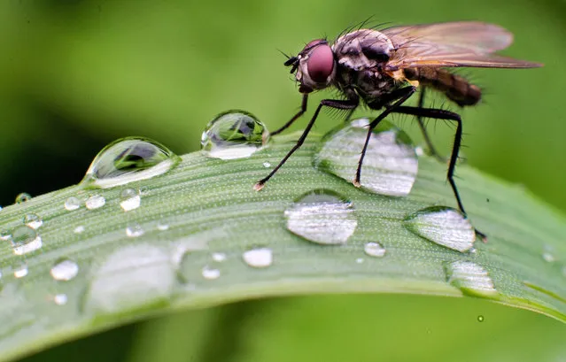 A fly sits next to rain drops on a grass stalk near Burgdorf, Germany, 14 September 2015. (Photo by Julian Stratenschulte/EPA)
