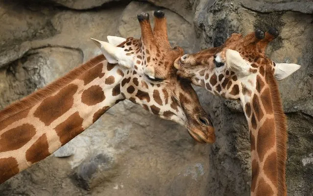 Giraffes in an enclosure during the official opening of the African Savannah Precinct at Taronga Zoo in Sydney, Australia, 28 June 2020. (Photo by Joel Carrett/EPA/EFE/Rex Features/Shutterstock)