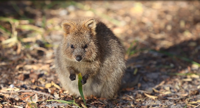 Quokka The Happiest Animal in the World